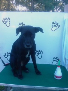 A happy hound after a wash and blow dry from Brett's Pet Wash 2000 in Centennial Park