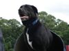 Post image for Explosives detection dog Sarbi returns home to Australia