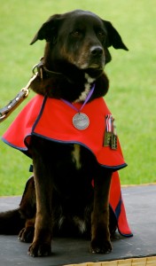 Explosives Detection Dog Sarbi, in her custom-made red EDD Section jacket, at the launch of Saving Private Sarbi